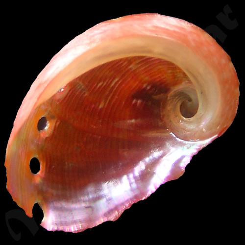 Haliotis aurantium Simone, 1998 - Imagem 2