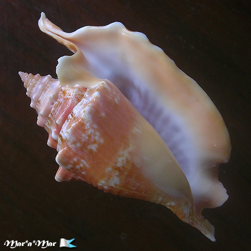 Alternative view of Strombus gallus Linnaeus, 1758