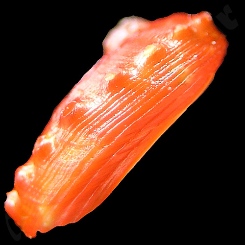 Haliotis aurantium Simone, 1998 - Imagem 3