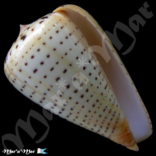 Dendroconus betulinus Linnaeus., 1758