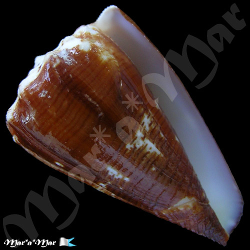 Conus brunneus Wood, 1828