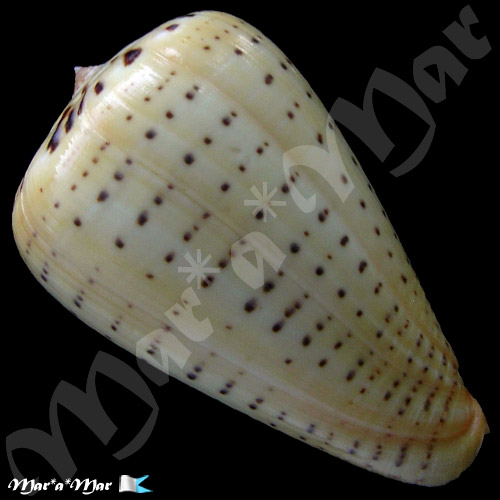 Dendroconus betulinus Linnaeus., 1758 - Image 2