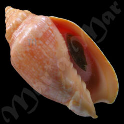 Voluta musica carneolata Lamarck, 1818