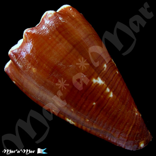Conus brunneus Wood, 1828 - Imagem 2