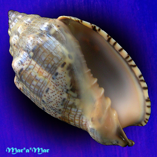 Voluta musica Linnaeus, 1758