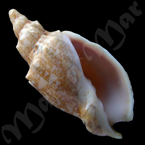 Odontocymbiola americana (Reeve, 1846)