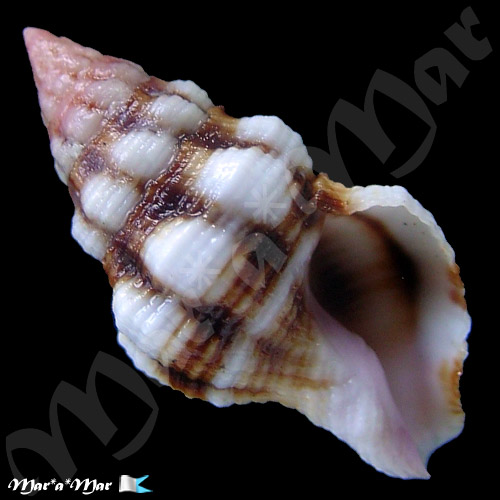 Peristernia forskalii (Tapparone-Canefri, 1879)