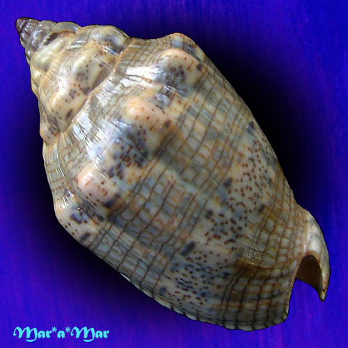 Alternative view of Voluta musica Linnaeus, 1758