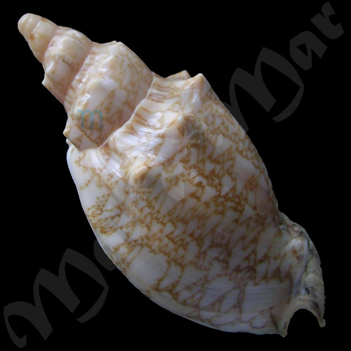 Odontocymbiola americana (Reeve, 1846) - Imagem 2