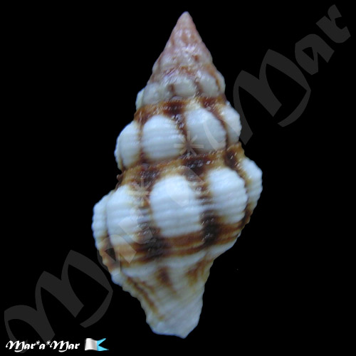 Peristernia forskalii (Tapparone-Canefri, 1879) - Imagem 2