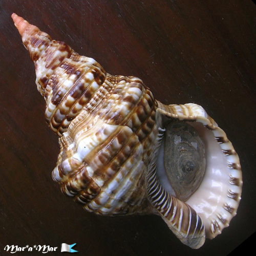 Charonia variegata (Lamarck, 1816)*