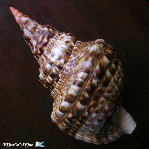 Alternative view of Charonia variegata (Lamarck, 1816)*