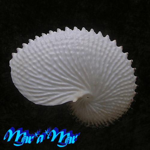 Argonauta nodosa Lightfoot,1786 - Image 2