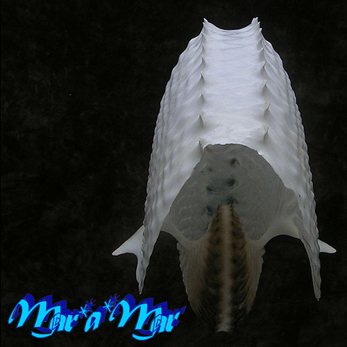 Argonauta nodosa Lightfoot,1786 - Image 3