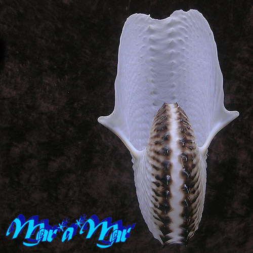 Argonauta nodosa Lightfoot,1786 - Image 4