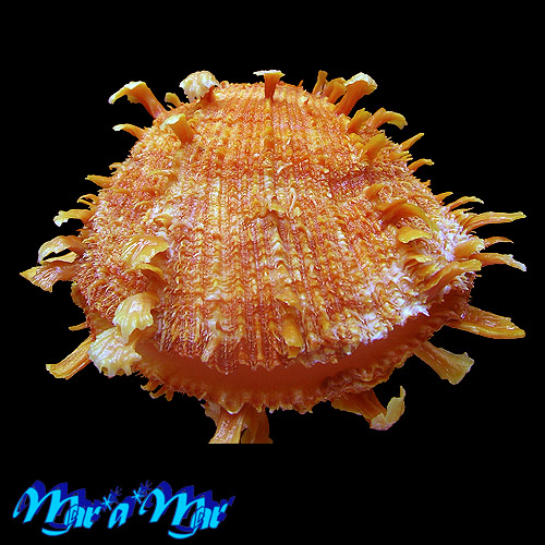 Spondylus ictericus Reeve, 1856