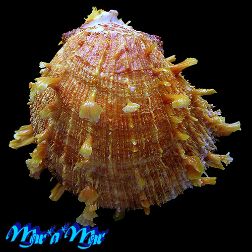 Alternative view of Spondylus ictericus Reeve, 1856