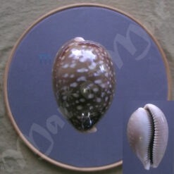 Lyncina vitellus (Liné, 1758)