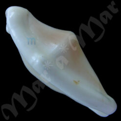 Cyphoma macumba Petuch, 1979 - Image 3
