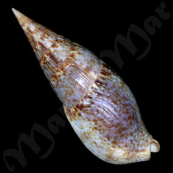 Colubraria procera (Sowerby, 1832) - Imagem 2