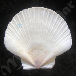 Pecten ziczac (Linnaeus, 1758)