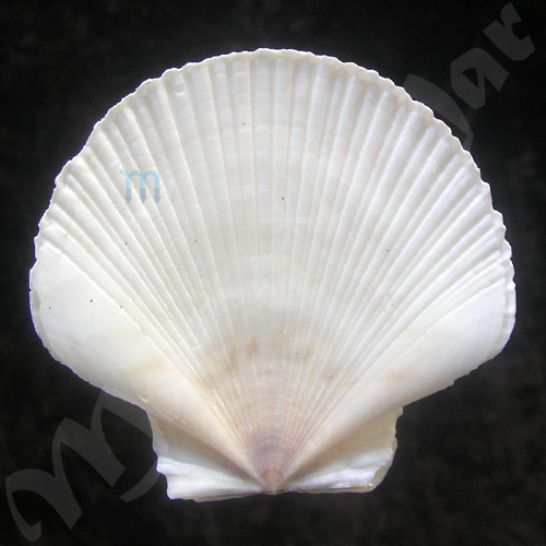 Pecten ziczac (Linnaeus, 1758)
