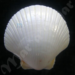Pecten ziczac (Linnaeus, 1758) - Imagem 2