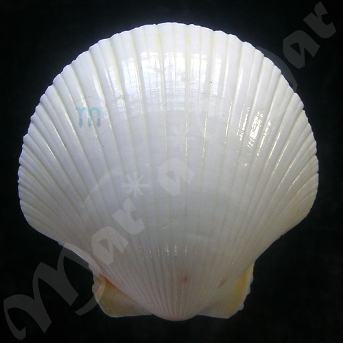 Pecten ziczac (Linnaeus, 1758) - Imagem 2