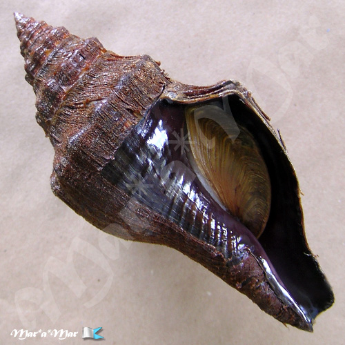 Pugilina tupiniquim Abbate & Simone, 2015