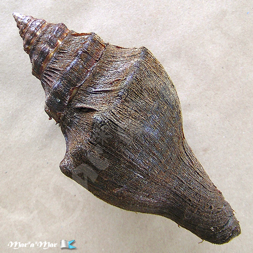 Alternative view of Pugilina tupiniquim Abbate & Simone, 2015