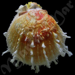 Spondylus ictericus Reeve, 1856