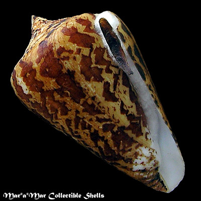 Conus archon Broderip, 1833