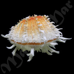 Spondylus ictericus Reeve, 1856 - Imagem 2