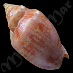 Alternative view of Voluta musica carneolata Lamarck, 1818