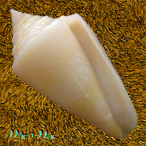 Conus ericmonnieri Petuch & Myers, 2014