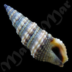 Pilsbryspira cf. leucocyma (Dall, 1883)