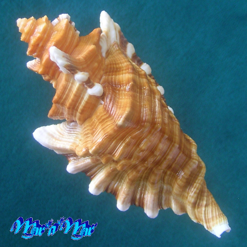 Cymatium femorale (Linnaeus, 1758) - Imagem 2