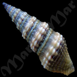 Pilsbryspira cf. leucocyma (Dall, 1883) - Image 2