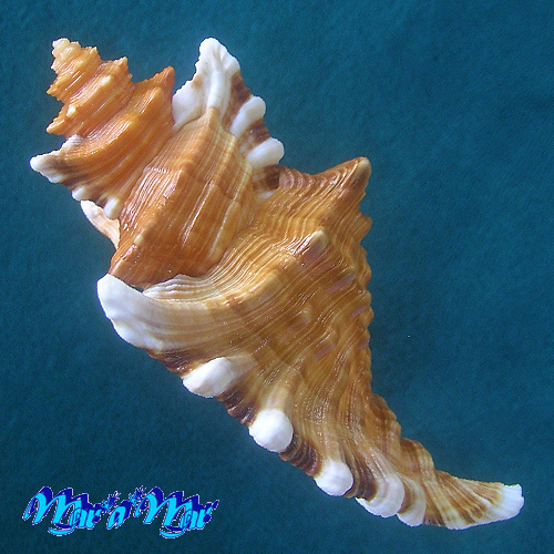 Cymatium femorale (Linnaeus, 1758) - Imagem 3