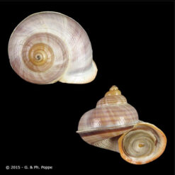 Tropidophora unicarinata (Lamarck, 1822)