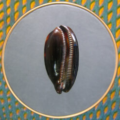 Cypraea talpa Linnaeus, 1758