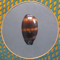 Cypraea talpa Linnaeus, 1758 - Imagem 2