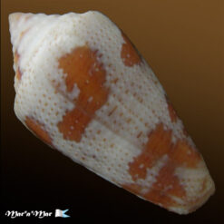 Conus (Tenorioconus) curassaviensis Hwass, 1792