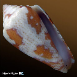 Alternative view of Conus (Tenorioconus) curassaviensis Hwass, 1792