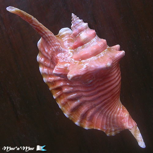 Strombus gallus Linnaeus, 1758