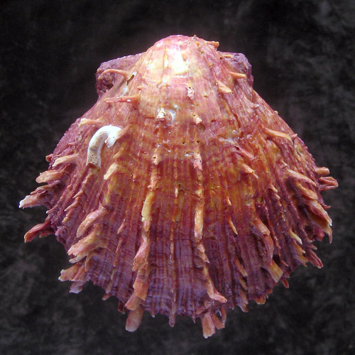 Spondylus senegalensis Schreibers, 1793