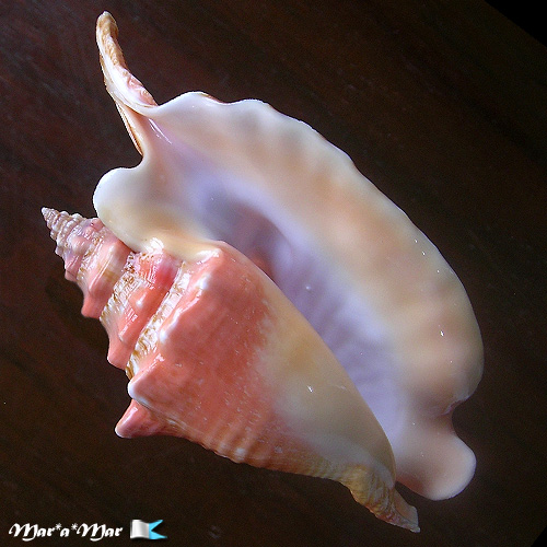 Alternative view of Strombus gallus Linnaeus, 1758