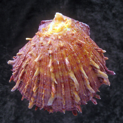 Spondylus senegalensis Schreibers, 1793 - Imagem 2