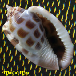 Phalium areola (Linnaeus, 1758)