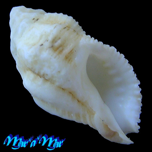 Coralliophila adansoni Kosuge & Fernandes, 1989